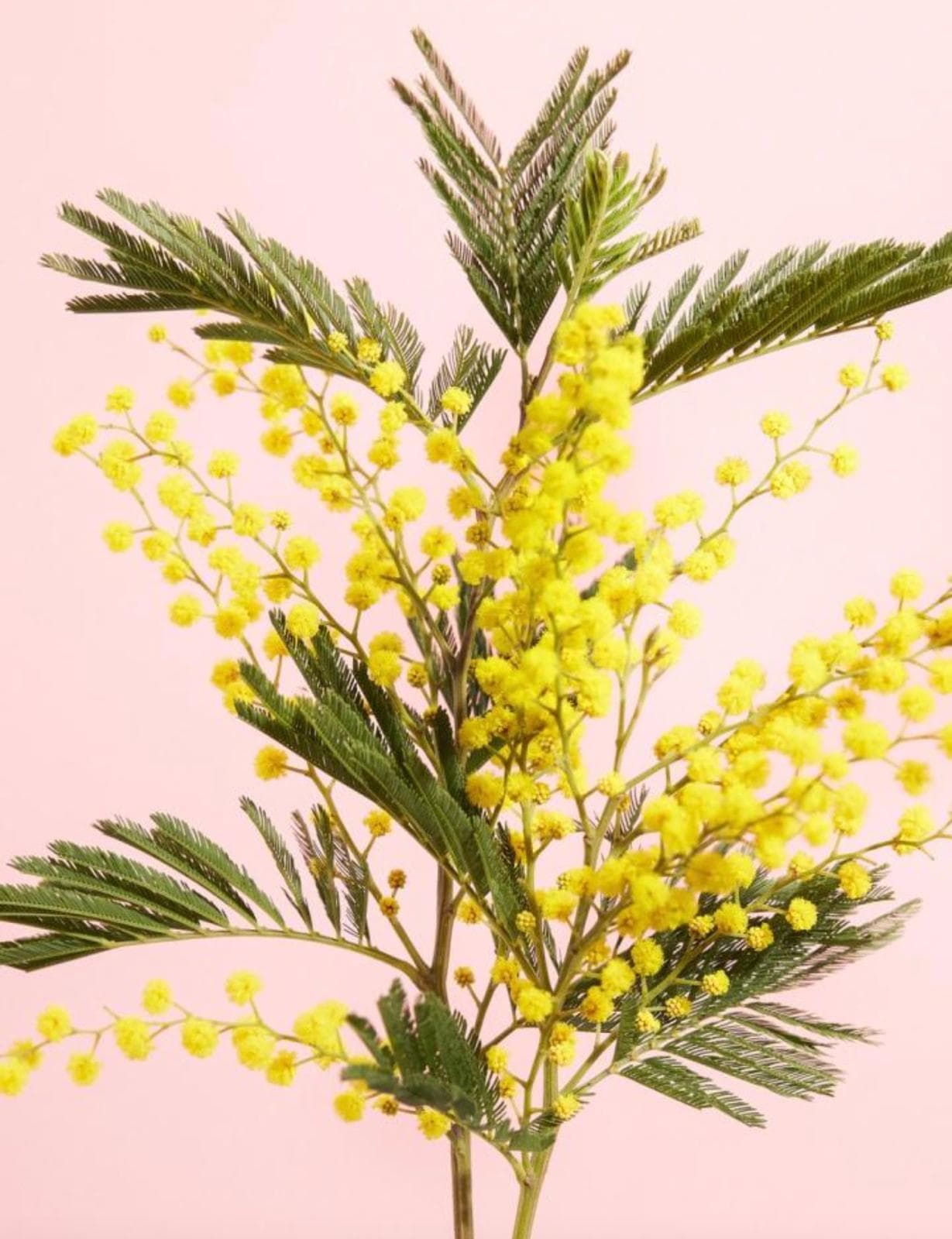 Bloeiende mimosatak